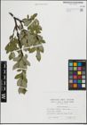 Foto von Salix hastata L.